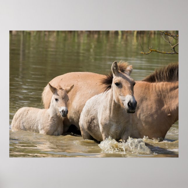 Mare with Foal Crossing a River Poster (Front)