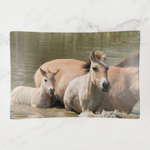 Mare with Foal Crossing a River Trinket Tray