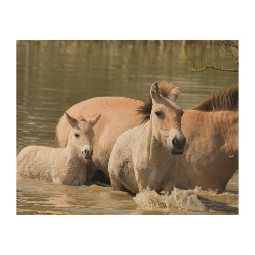 Mare with Foal Crossing a River Wood Wall Art