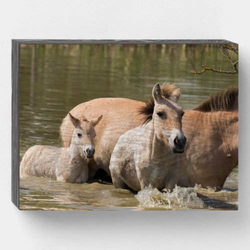 Mare with Foal Crossing a River Wooden Box Sign
