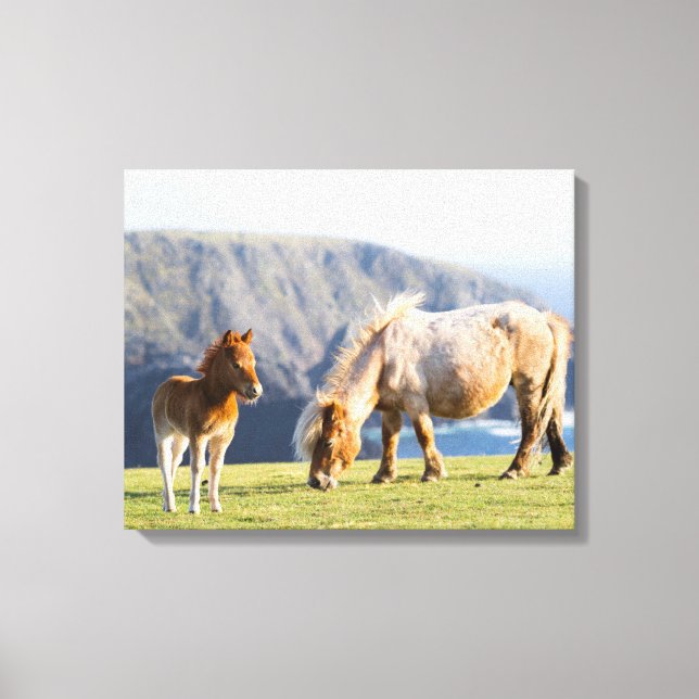 Mare with Foal, Shetland islands, Scotland Canvas Print (Front)