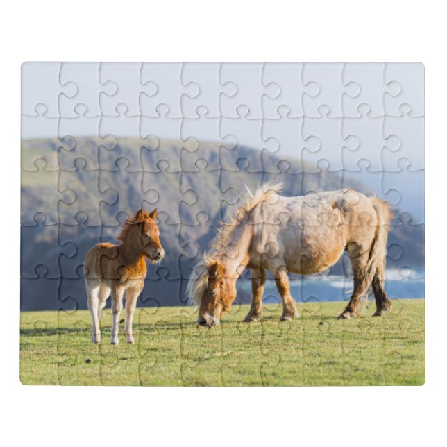 Mare with Foal, Shetland islands, Scotland Jigsaw Puzzle (Puzzle Horizontal)