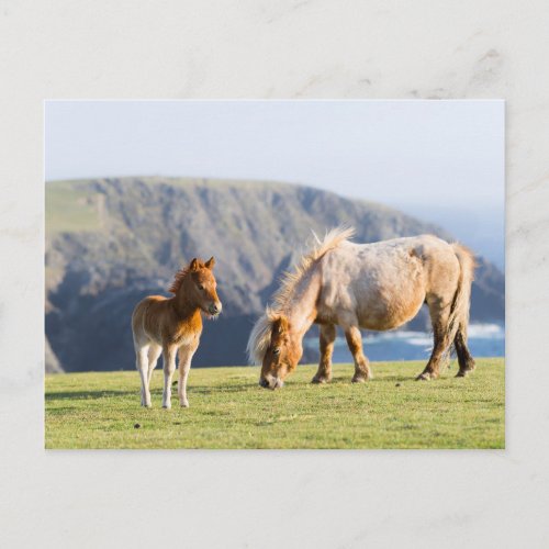 Mare with Foal Shetland islands Scotland Postcard