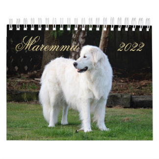 Maremma sheepdog 2022 SmallCalendar, White Calendar