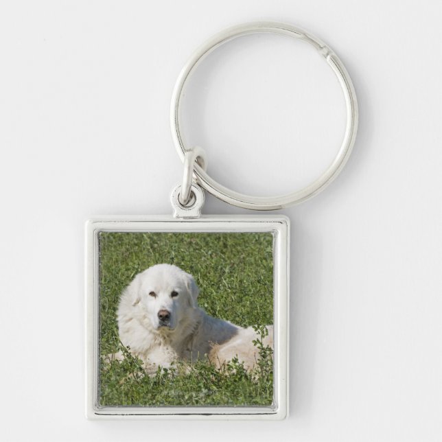 Maremma sheepdog in pasture acts as a livestock keychain (Front)