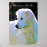 Maremma sheepdog pop art poster<br><div class="desc">Beautiful Maremma sheepdog pop art poster.</div>