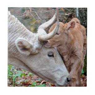 Maremmana Cow and Calf Ceramic Tile