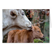 Maremmana Cow Licking Calf (Front Horizontal)