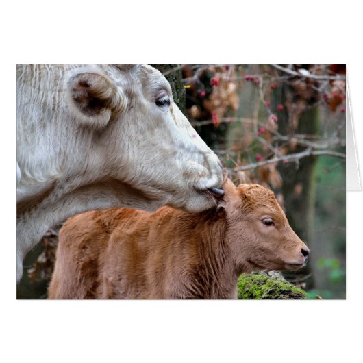 Maremmana Cow Licking Calf Cards (Front Horizontal)