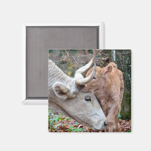 Maremmana Cow Snuggling her Calf Magnet