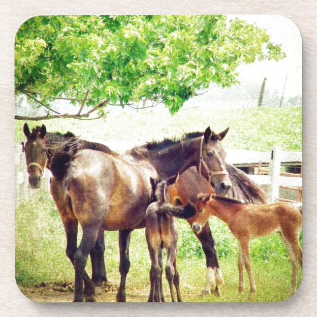 Mares and Foals Beverage Coaster (Front)