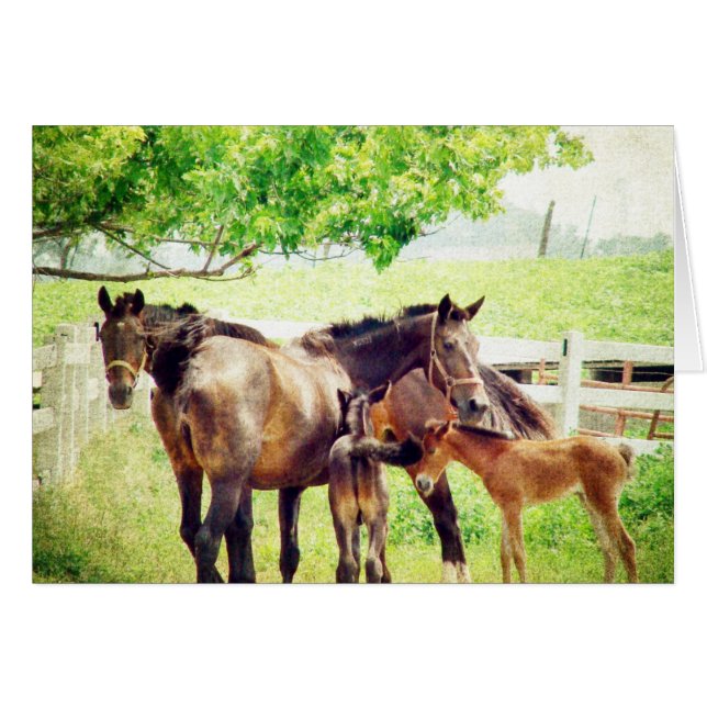 Mares and Foals Cards (Front Horizontal)