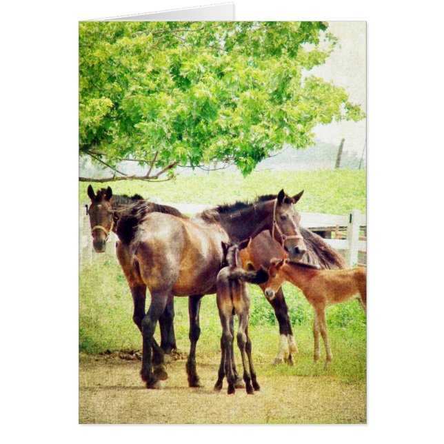 Mares and Foals Cards (Front)