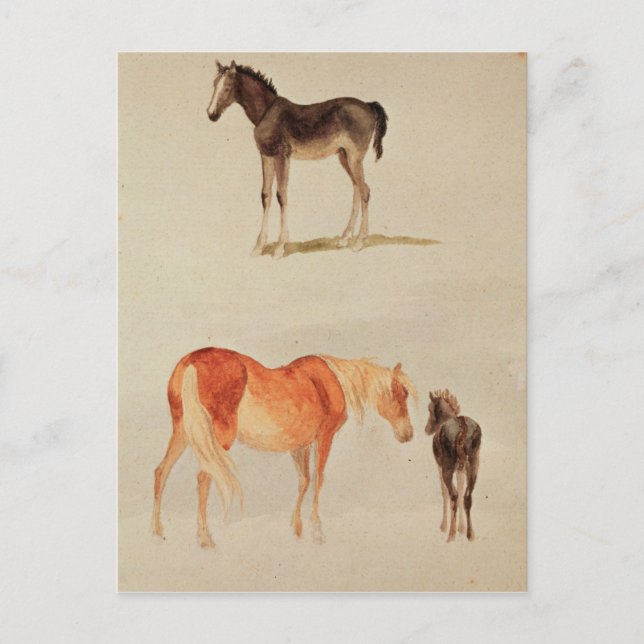 Mares and foals postcard (Front)