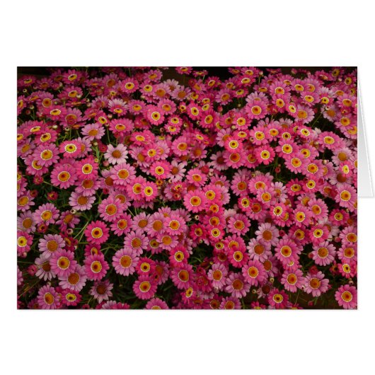 MARGARITA DAISIES CARDS (Front Horizontal)