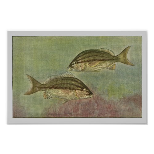Margate Fish Vintage Fish Print