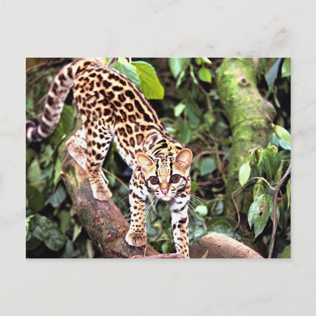 Margay (Felis wiedi) in tree Postcard (Front)