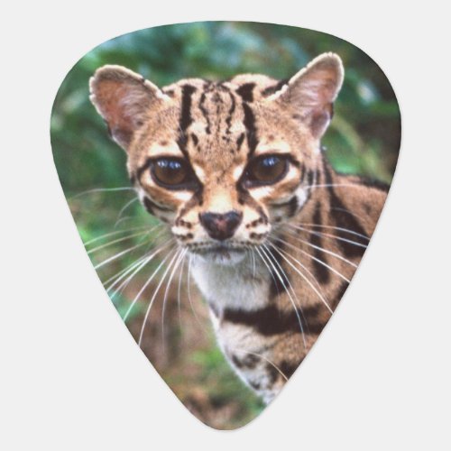 Margay Leopardus wiedi Native to Mexico into Guitar Pick