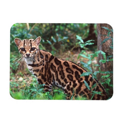 Margay Leopardus wiedi Native to Mexico into Magnet