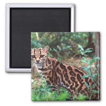 Margay  Leopardus Wiedi  Native To Mexico Into Magnet by theworldofanimals at Zazzle