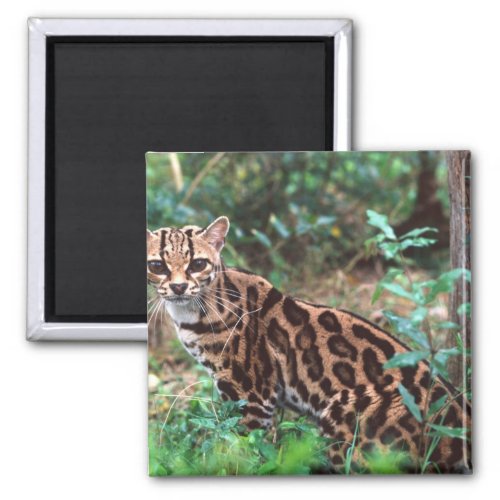 Margay Leopardus wiedi Native to Mexico into Magnet