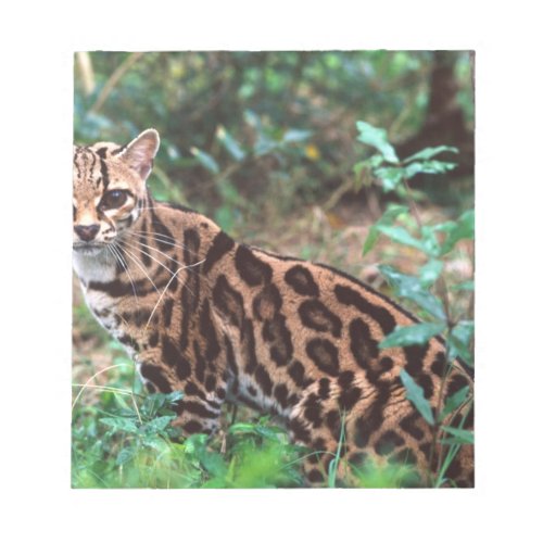 Margay Leopardus wiedi Native to Mexico into Notepad