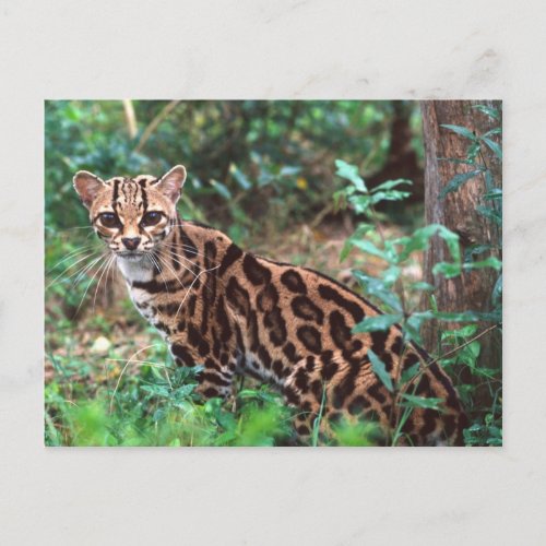 Margay Leopardus wiedi Native to Mexico into Postcard