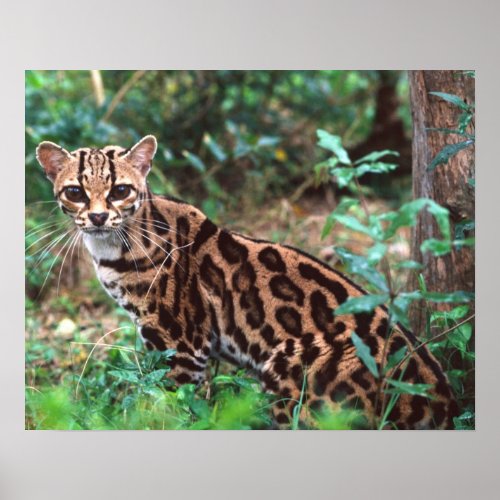 Margay Leopardus wiedi Native to Mexico into Poster