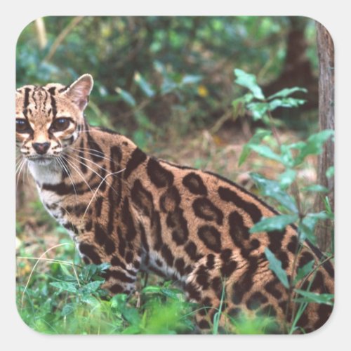 Margay Leopardus wiedi Native to Mexico into Square Sticker