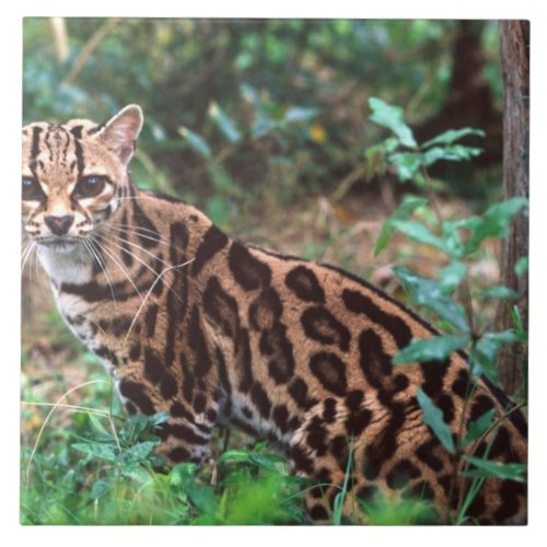 Margay Leopardus wiedi Native to Mexico into Tile