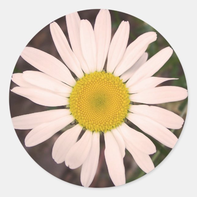 Marguerite Classic Round Sticker (Front)