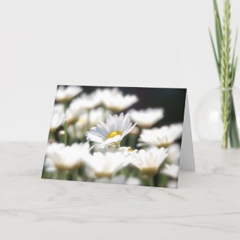 Marguerite Daisy Card by pulsDesign at Zazzle