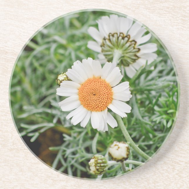 Marguerite Drink Coaster (Front)