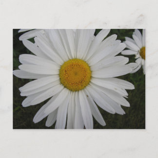 Marguerite Postcard