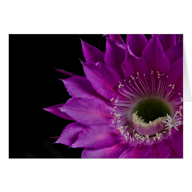 Maria Piazza Cactus flower in bloom Cards (Front Horizontal)