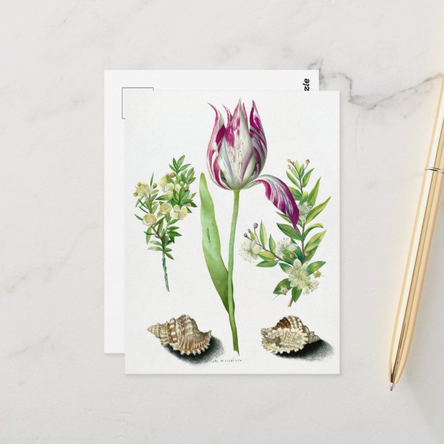 Maria Sibylla Merian Tulip, Two Branches of Myrtl Postcard (Front/Back In Situ)