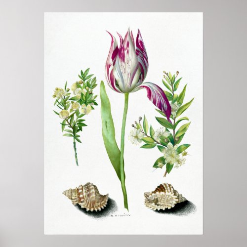 Maria Sibylla Merian Tulip Two Branches of Myrtle Poster