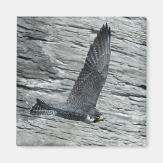 Mariah in flight Magnet