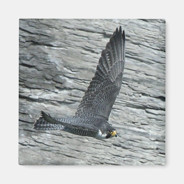 Mariah in flight Magnet (Front)