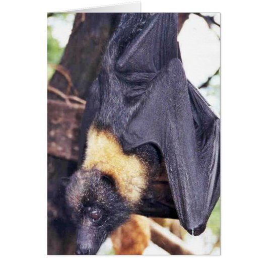 Mariana Fruit Bat Cards (Front)