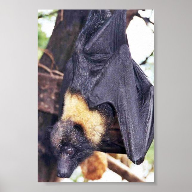 Mariana Fruit Bat Poster (Front)