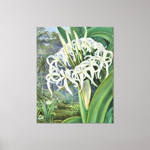 Marianne North _ A Bornean Crinum Canvas Print