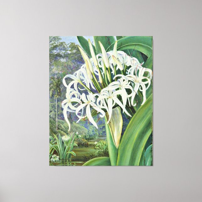 Marianne North - A Bornean Crinum Canvas Print (Front)