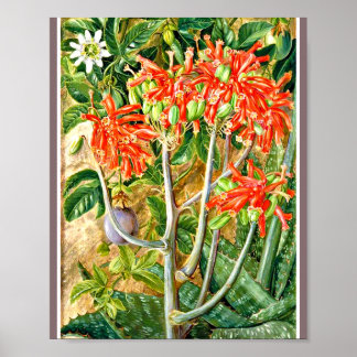 Marianne North - Aloe and Passion Flower Poster