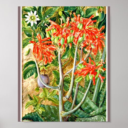 Marianne North _ Aloe and Passion Flower  Poster