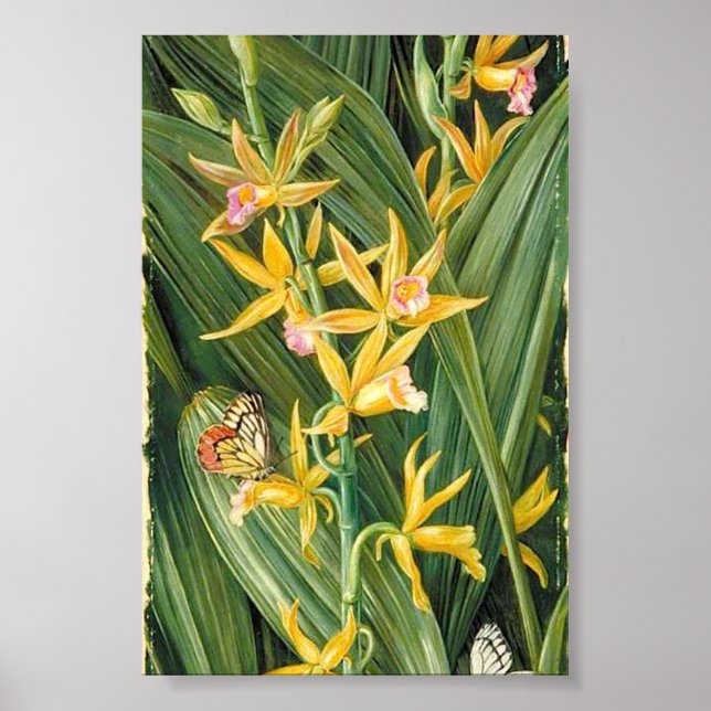Marianne North - An Orchid and Butterflies Poster (Front)