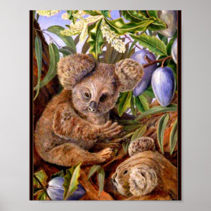 Marianne North - Australian Bears and Pears Poster
