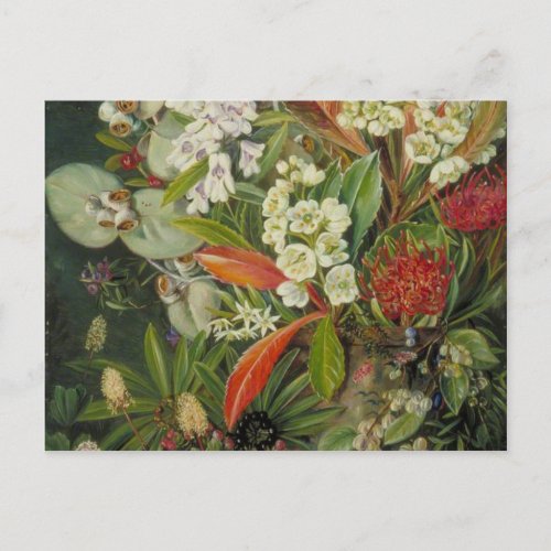 Marianne North Botanical Painting Postcard