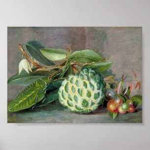 Marianne North - Custard Apple Art Poster