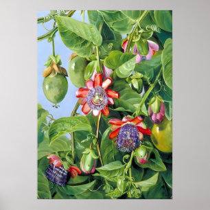 Marianne North Fruit of the Passion Flower Poster